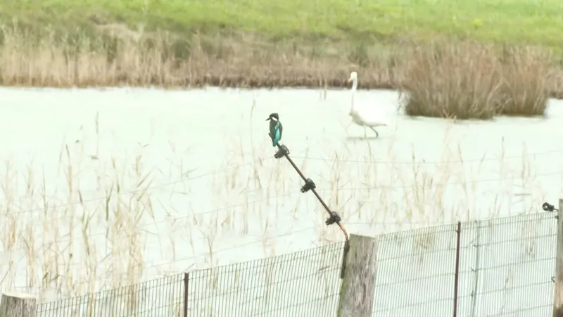 Héron blanc appelé aigrette