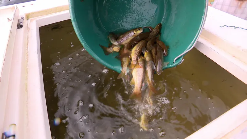 Quand les rivières deviennent trop chaudes pour les poissons
