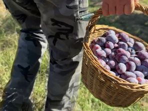 Malgré la sècheresse, certains pruniculteurs ont fait une bonne récolte et en font profiter les cueilleurs amateurs.