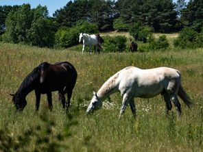 Un opération européenne de contrôle de chevaux a été menée après des soupçons de fraude sur l'origine des animaux de boucherie entre France, Belgique, Pays-Bas et Irlande - archives.