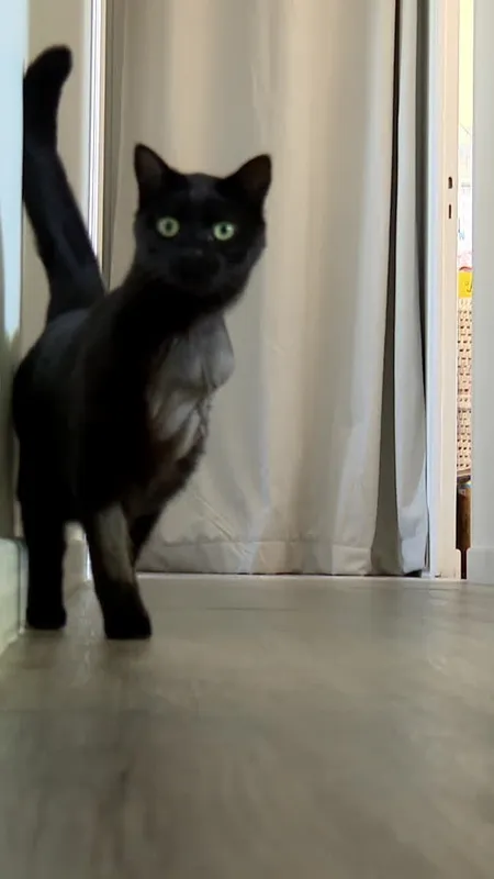 Chat amputé, piège illégal, propriétaire sous le choc :  le combat d'une femme après la mutilation de son animal