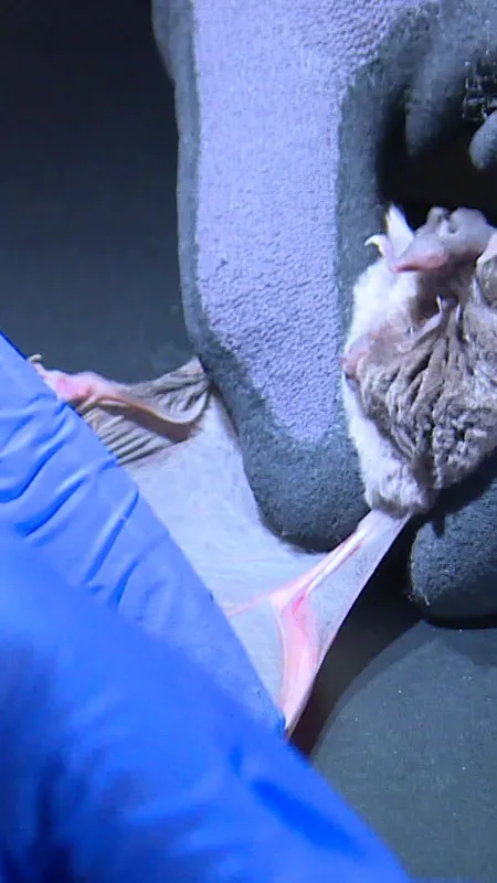 VIDÉO. Biodiversité : au cœur d’une mission de protection des chauves-souris dans les Pyrénées
