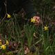 La cueillette abusive de jonquilles est passible de 750 euros d'amende.