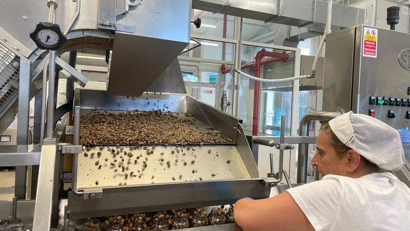 Imperia, pressoir Sant'Agata : mise en bocaux des olives taggiasca. 