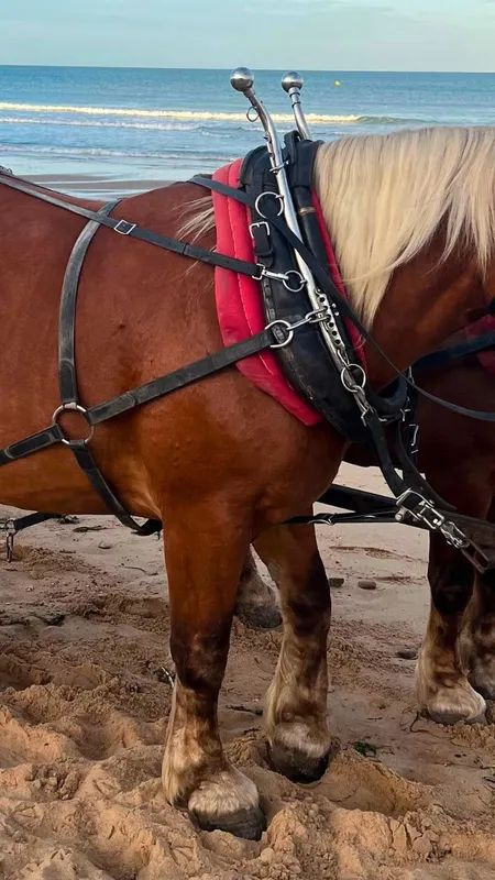 Des chevaux de trait pour nettoyer les plages