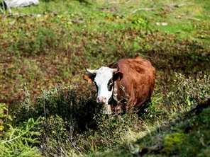 Cette année, la montée en alpage des bovins dans les Savoie risque d'être compliquée pour les troupeaux non vaccinés. 