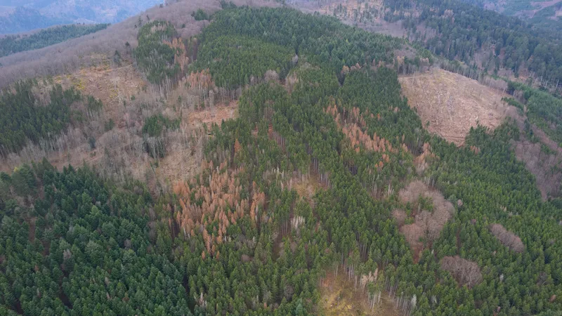 Parcelle touchée par les scolytes sur la forêt syndicale de Barr et quatre autres communes.