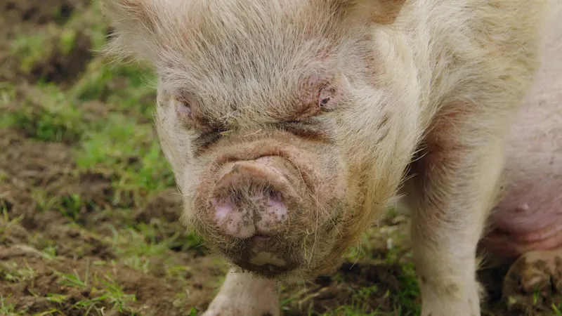 Eston, la mascotte du refuge antispéciste Groin Groin
