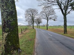 Les collisions avec des arbres sont à l'origine de 10% des accidents mortels sur les routes.
