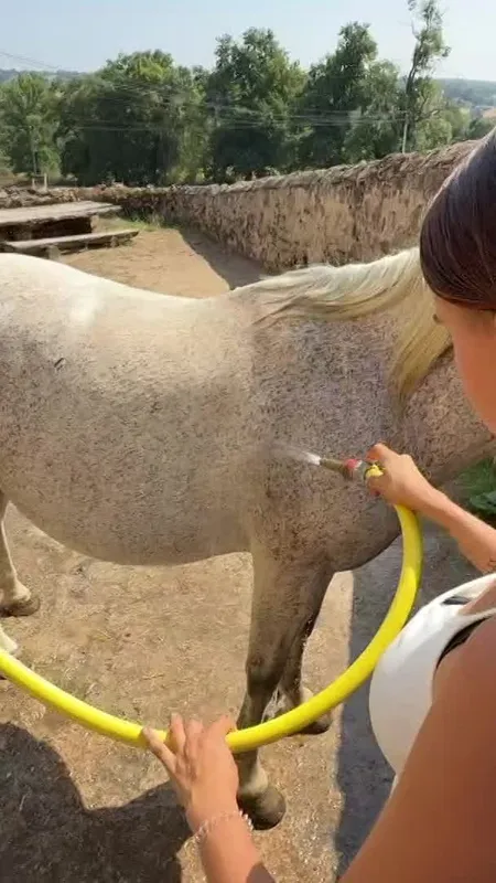 VIDÉO. Vagues de chaleur : chevaux et centres équestres dans le rouge !