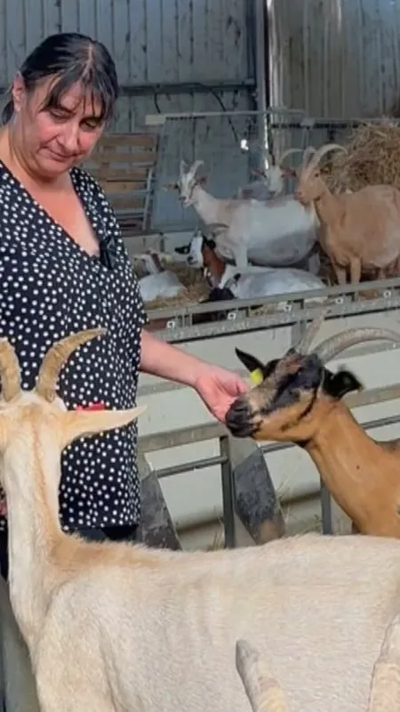 VIDÉO. Odile élève des chèvres depuis des années, la sécheresse la force à tout repenser