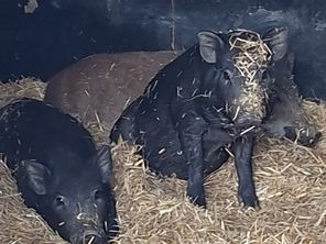 Riri, Fifi et Louloute, les trois cochons que l'association Les biquettes et les Z'animaux de Marie a recueilli.