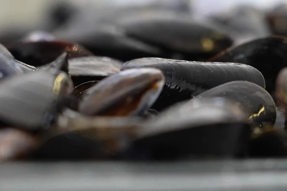 Sécheresse. On vous explique pourquoi les moules de Vendée et Loire-Atlantique ont été moins impactées par la canicule que dans le reste de la France