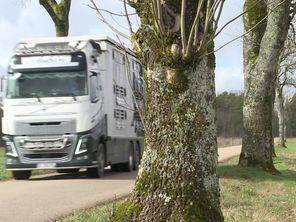 Le président du conseil départemental de Haute-Marne a donné des précisions sur son projet d'"abattage massif" d'arbres ce vendredi.