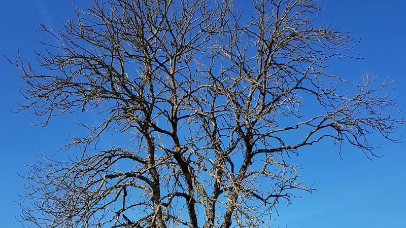 5 800 arbres d'alignement bordent les routes. L'office national des forêts (ONF) a réalisé un diagnostic précis. Seuls les arbres malades et jugés dangereux seront abattus.