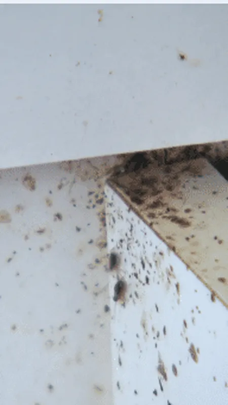 VIDÉO. "Je ne dors plus" : des cafards envahissent les appartements de cette résidence depuis des années