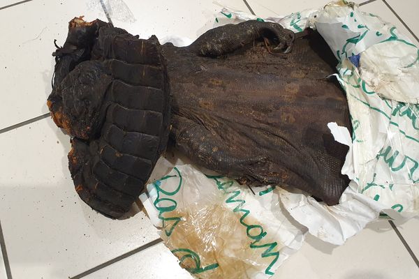 Un morceau de varan saisi lors d'un contrôle de la douane à l'aéroport de Roissy-Charles-de-Gaulle, le 15 février 2023.