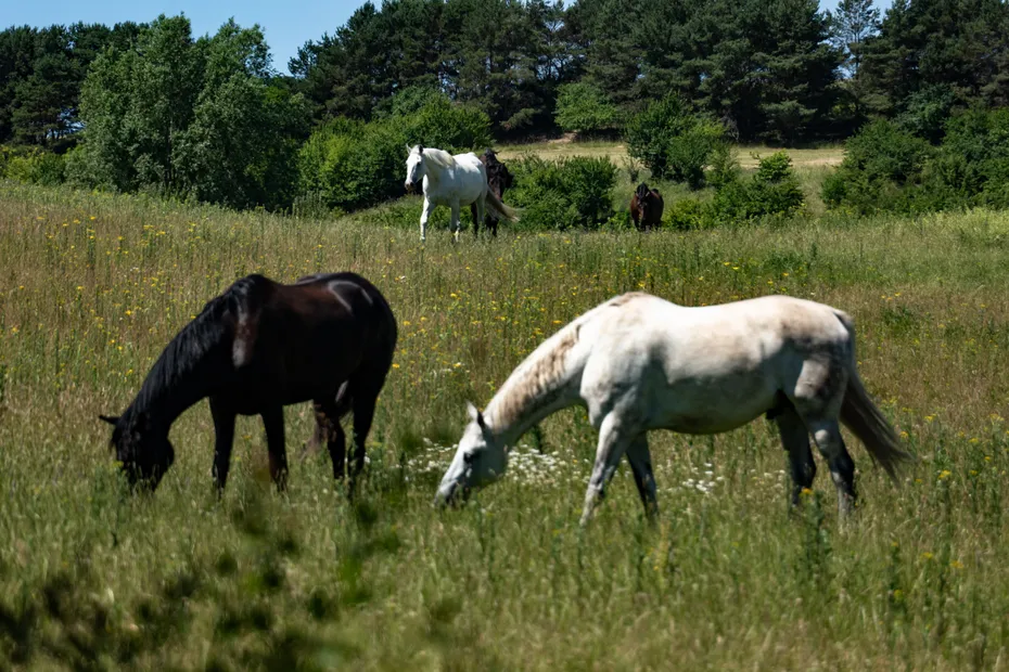 Fraude à la viande de cheval : des arrestations ont eu lieu ...