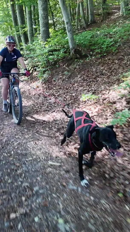 Avec son chien et son vélo, Noémie Pénas peut dépasser les 40Km/h, l'athlète se prépare aux championnats d'Europe de caniVTT