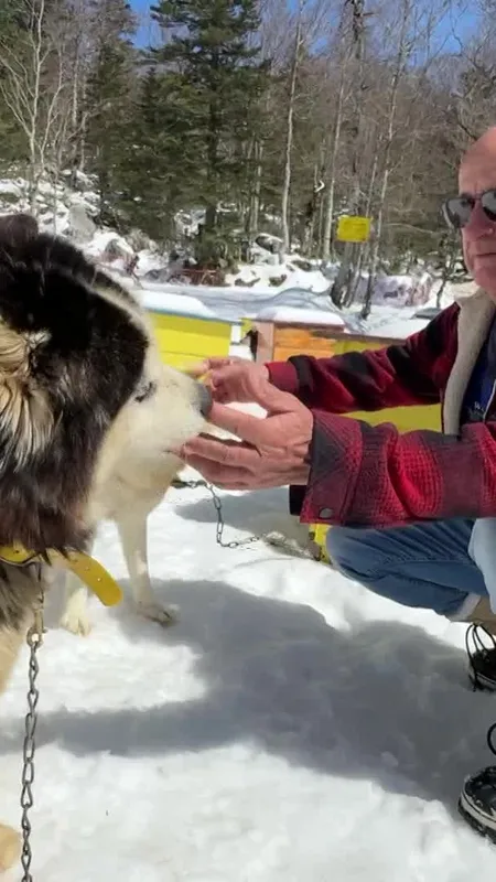 VIDEO. Il risque de perdre ses chiens : un musher du Pays Basque lance un appel à l'aide