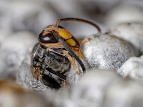 De nombreux frelons asiatiques sont capturés par des pièges chaque année dans l'Aisne.
