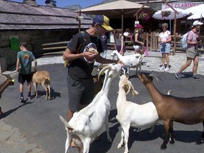 Le village des chèvres des Lindarets est à découvrir tout l'été.