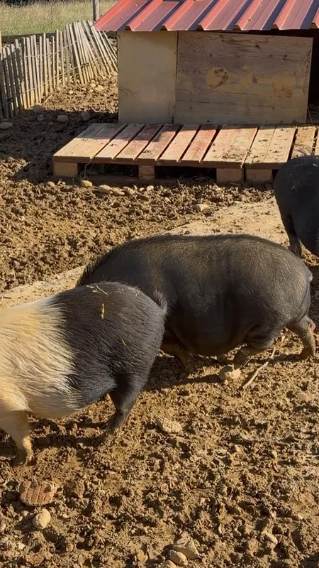 "Ça n’aurait jamais dû arriver", Chonchon, un cochon domestique a été abattu par erreur par un chasseur