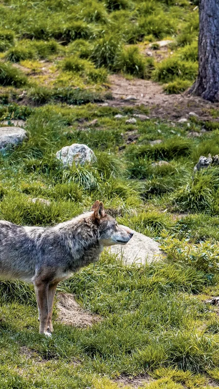 VIDÉO. "J'espère qu'il ne va pas venir jusque chez moi" : un loup filmé près des maisons à Nice, les habitants inquiets