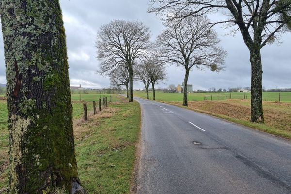 En 2024, annonçant que 4 000 arbres étaient susceptibles d'être abattus dans le cadre de la sécurité routière, le Conseil départemental de la Haute-Marne a suscité la polémique au niveau national.
