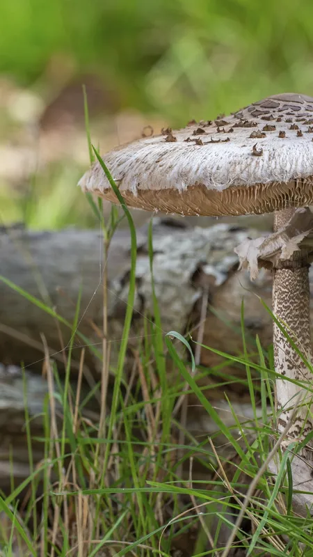 Faute de champignons, ce rendez-vous international de passionnés n’aura pas lieu : une première en 50 ans