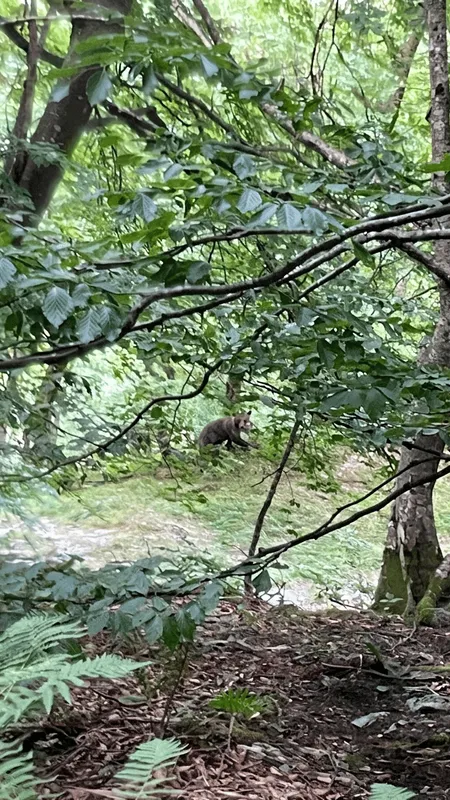 VIDÉO. « Il s'est arrêté à 3 mètres » : le témoignage d'un éleveur chargé par un ours dans les Pyrénées