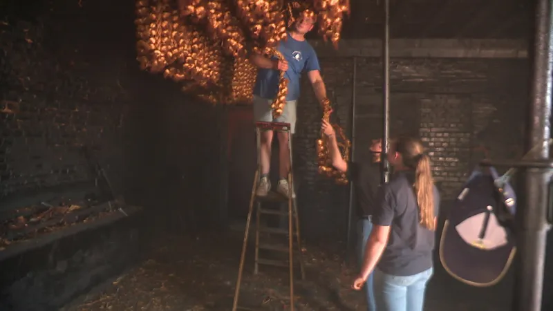 Le fumage de l'ail d'Arleux n'aura, bientôt, plus de secret pour Hanna Mesurolle en job d'été à la ferme Nicaise.