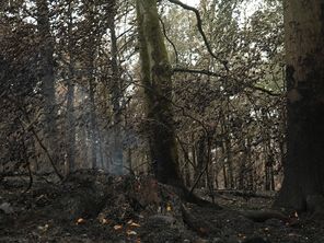 L'incendie dans les Ardennes est désormais fixé.