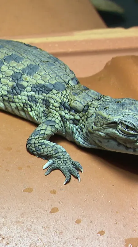 VIDEO. Naissance exceptionnelle de bébés crocodiles du Nil : entre joie et signal d'alarme climatique