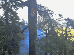Le feu de foudre a touché ce pin. 