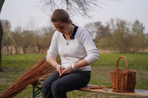 Dans le Ried alsacien, la vannerie se pratique selon des méthodes ancestrales avec des brins de saule fraîchement coupés.