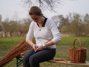 Dans le Ried alsacien, la vannerie se pratique selon des méthodes ancestrales avec des brins de saule fraîchement coupés.