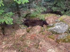 Le cadavre de Cachou retrouvé dans la forêt de Soberpera en Val d'Aran (Catalogne, Espagne)