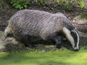 Le blaireau est un animal plutôt craintif, qui ne représente aucun danger pour l'homme