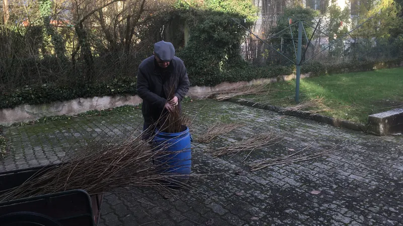 Après la cueillette, les brins d'osier sont triés selon leur longueur et leur épaisseur