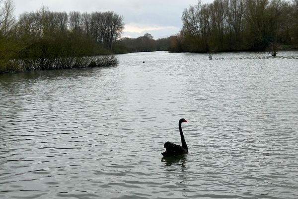 Un beau cygne noir aperçu dans le marais de Fretin (59)