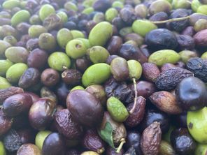 Le moulin d'Opio a reçu plus de 450 tonnes d'olives, apportées par les particuliers.