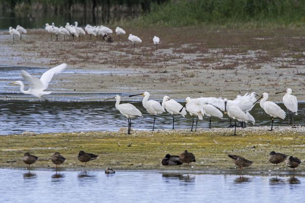 Les spatules blanches au cœur de la réserve naturelle de la Baie de Somme.