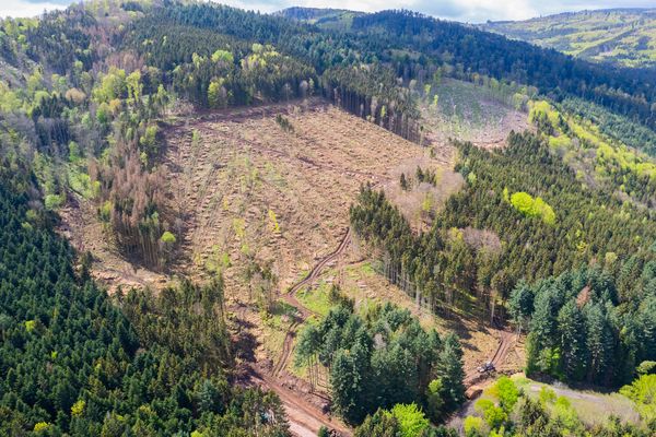 Des coupes rases près de Barr dans le Bas-Rhin pour venir à bout des scolytes.