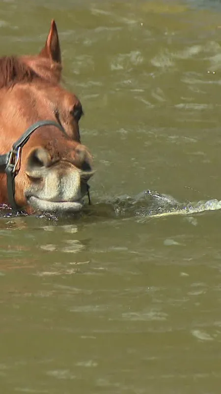 Balnéo et sangsue, des soins adaptés pour soulager les chevaux