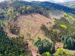 Des coupes rases près de Barr dans le Bas-Rhin pour venir à bout des scolytes.