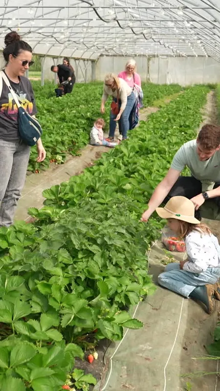 VIDÉO. "C'est prêt pour la dégustation" : la saison de la cueillette des fraises démarre dans ces serres