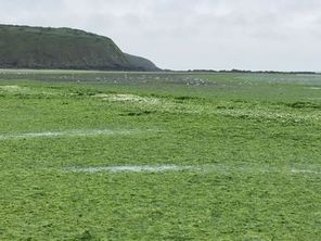 Des algues vertes sur la plage de Saint Maurice dans les Côtes d'Armor.