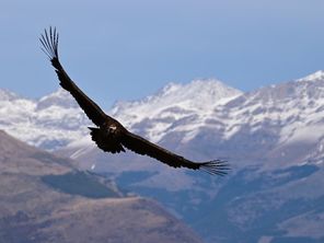 Il avait disparu depuis une centaine d'année de Catalogne, le "Urubu noir" ou vautour noir est de retour dans les Pyrénées-Catalanes - mars 2026