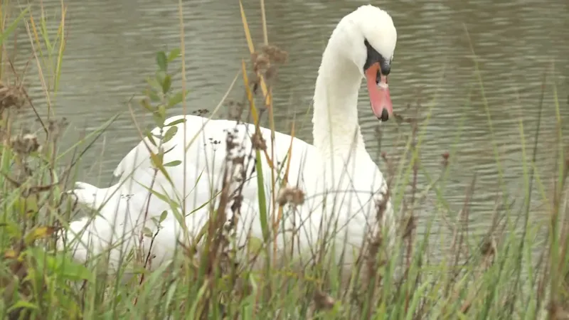 Protubérance sur le bec du cygne.